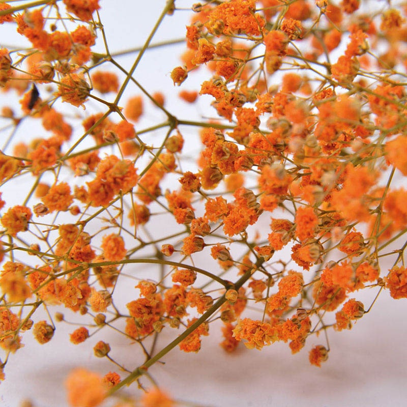 フロールエバー プリザーブドフラワー　カスミソウ オレンジ FL830-820 1束（ご注文単位10束）【直送品】