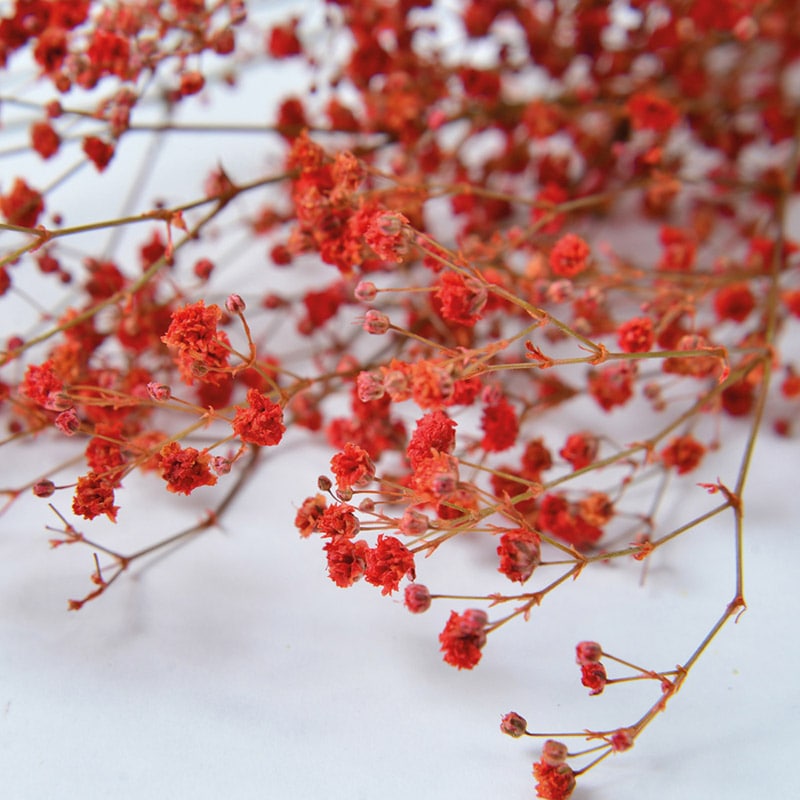 フロールエバー プリザーブドフラワー　カスミソウ レッド FL830-830 1束（ご注文単位10束）【直送品】