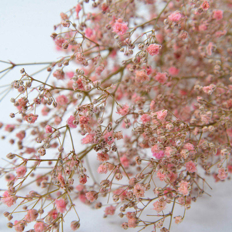 フロールエバー プリザーブドフラワー　カスミソウ ピンク FL830-860 1束（ご注文単位1束）【直送品】