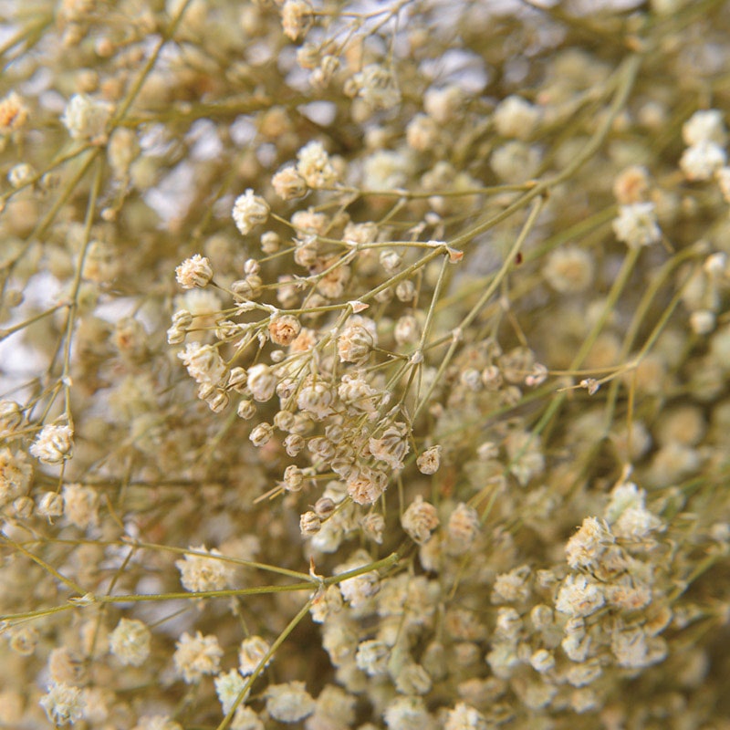 フロールエバー プリザーブドフラワー　カスミソウ ナチュラル FL830-910 1束（ご注文単位1束）【直送品】