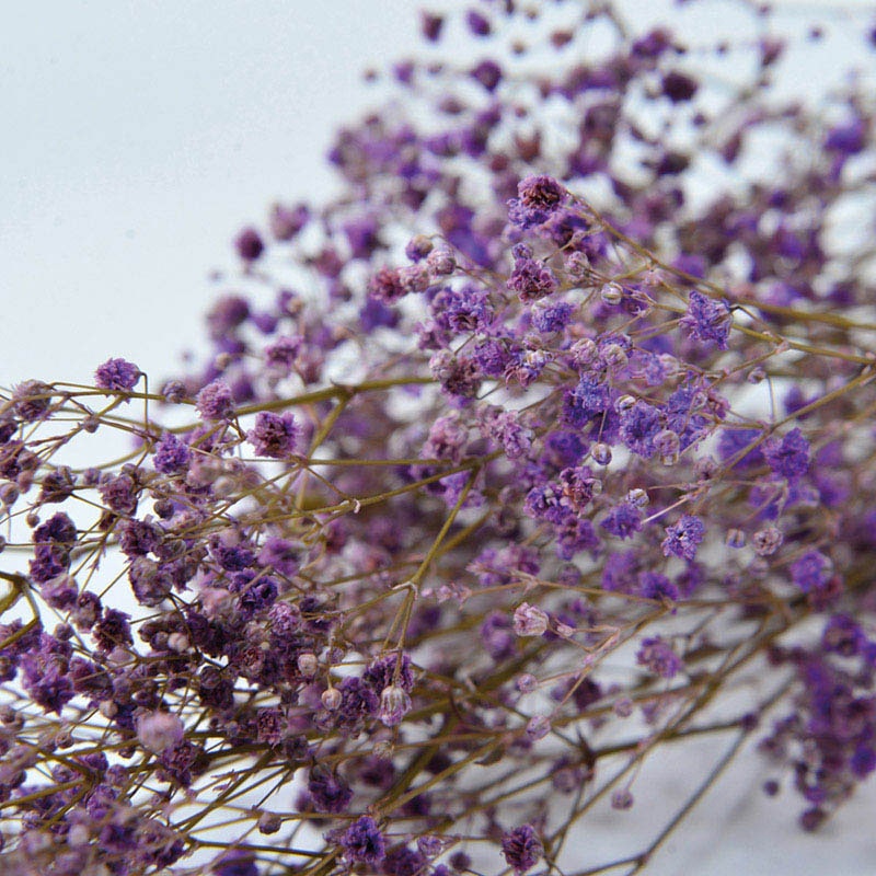 フロールエバー プリザーブドフラワー　カスミソウ ライラック FL830-950 1束（ご注文単位1束）【直送品】