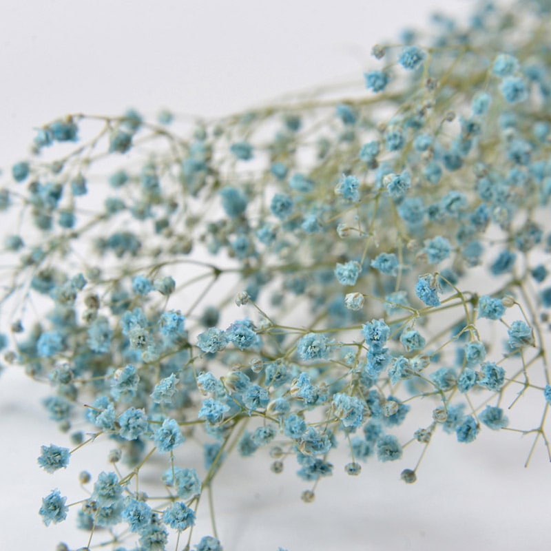 フロールエバー プリザーブドフラワー　カスミソウ ライトブルー FL830-940 1束（ご注文単位1束）【直送品】