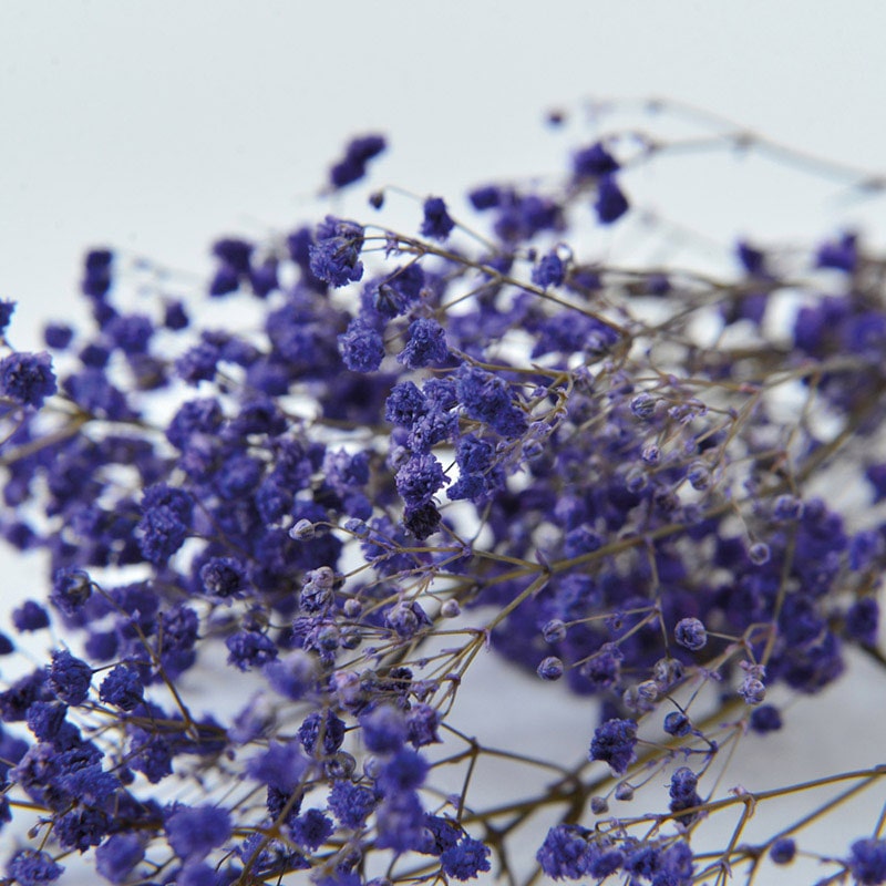 フロールエバー プリザーブドフラワー　カスミソウ パープル FL830-960 1束（ご注文単位10束）【直送品】