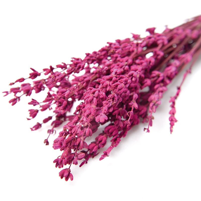 フロールエバー プリザーブドフラワー　ラベンダー ダークピンク FL835-930 1束（ご注文単位1束）【直送品】