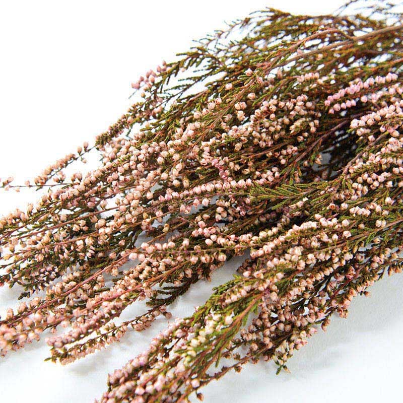 フロールエバー プリザーブドフラワー　エリカ ピンク FL838-860 1束（ご注文単位1束）【直送品】