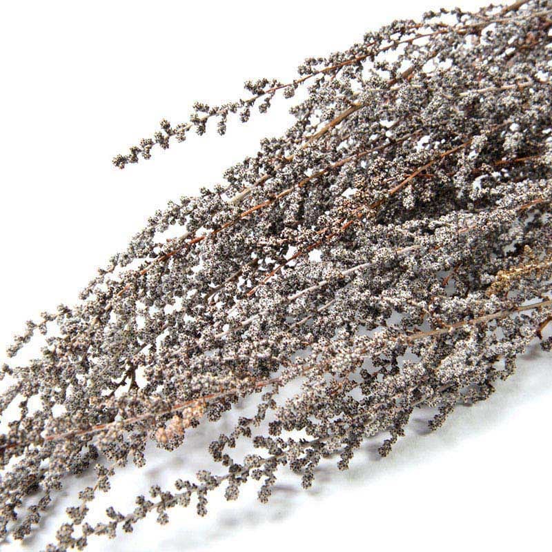 フロールエバー プリザーブドフラワー　ストーベ ナチュラル FL8371-910 1束（ご注文単位1束）【直送品】