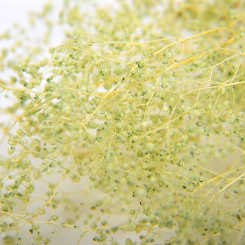 フロールエバー プリザーブドフラワー ベイビーカスミソウ ライトグリーン FL834-770 1束(ご注文単位1束)【直送品】