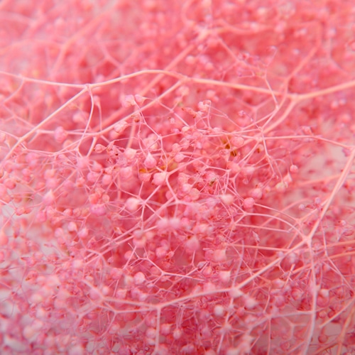 フロールエバー プリザーブドフラワー ベイビーカスミソウ ピンク FL834-860 1束(ご注文単位1束)【直送品】