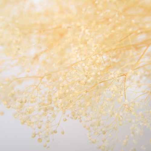 フロールエバー プリザーブドフラワー　ベイビーカスミソウ ナチュラル FL834-910 1束（ご注文単位1束）【直送品】