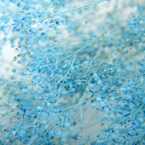 フロールエバー プリザーブドフラワー ベイビーカスミソウ ライトブルー FL834-940 1束(ご注文単位1束)【直送品】