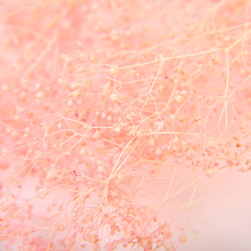 フロールエバー プリザーブドフラワー　ベイビーカスミソウ ライトピンク FL834-970 1束（ご注文単位1束）【直送品】