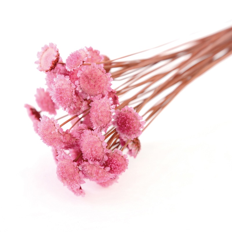 フロールエバー ドライフラワー マーガレット ドライ ピンク FLDR0015-860 1束(ご注文単位1束)【直送品】