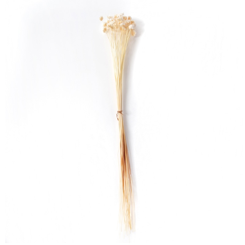 フロールエバー ドライフラワー　マーガレット　ドライ ナチュラル FLDR0015-910 1束（ご注文単位1束）【直送品】