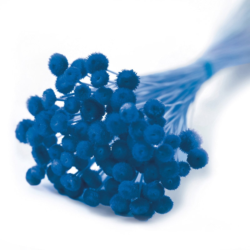 フロールエバー ドライフラワー アマレリーノ ドライ ブルー FLDR0011-870 1束(ご注文単位1束)【直送品】