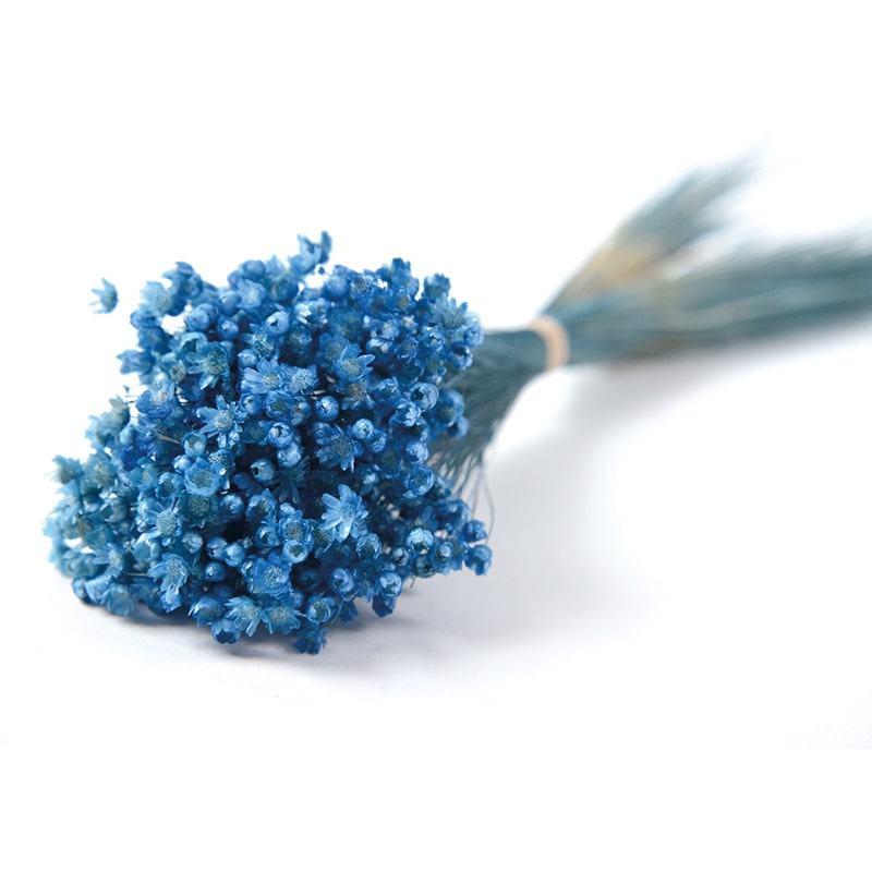 フロールエバー ドライフラワー マルセラ ドライ ブルー FLDR0014-870 1束(ご注文単位1束)【直送品】