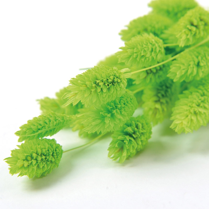 ライトグリーン