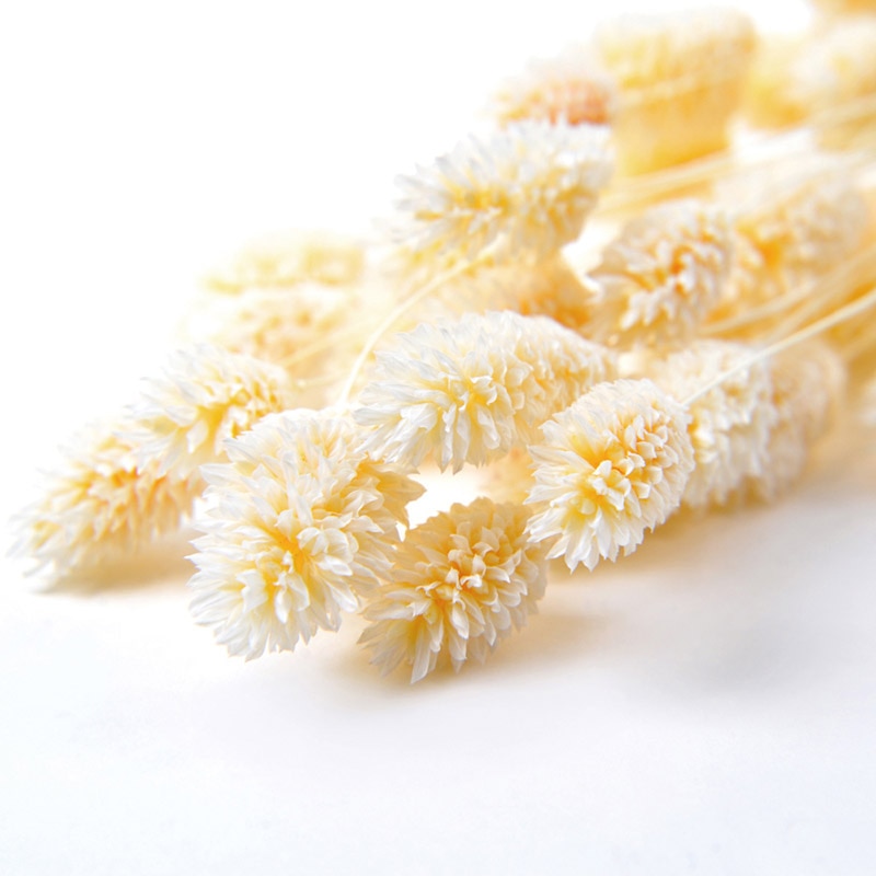 フロールエバー ドライフラワー　ファラリス　ドライ ナチュラル FLDR0016-910 1束（ご注文単位1束）【直送品】