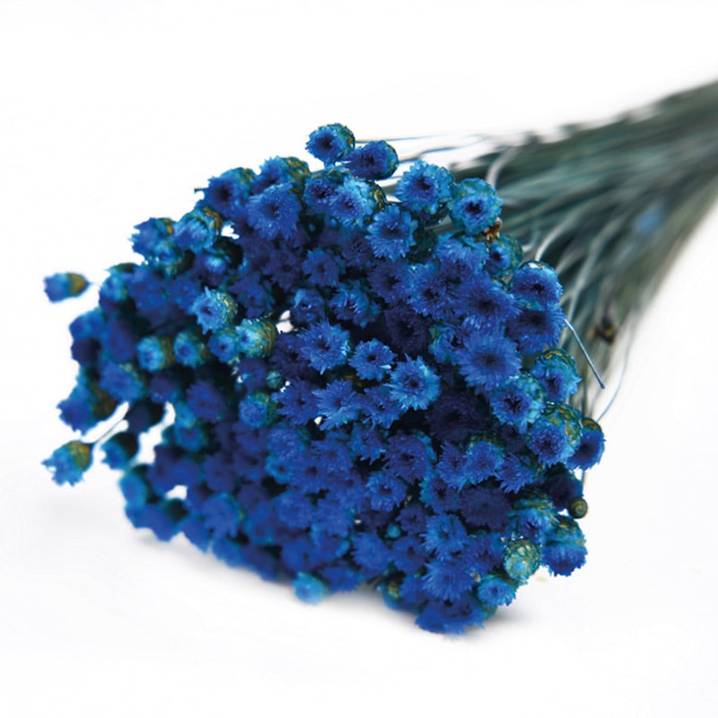 フロールエバー ドライフラワー ジャジルダ ドライ ブルー FLDR0017-870 1束(ご注文単位1束)【直送品】