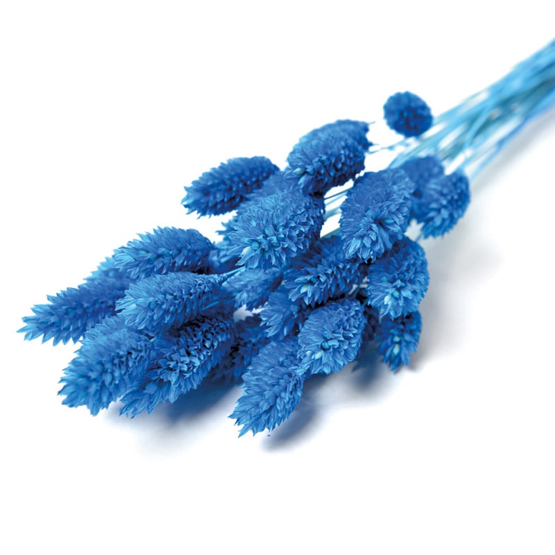 フロールエバー ドライフラワー ファラリス ドライ ブルー FLDR0016-870 1束(ご注文単位1束)【直送品】