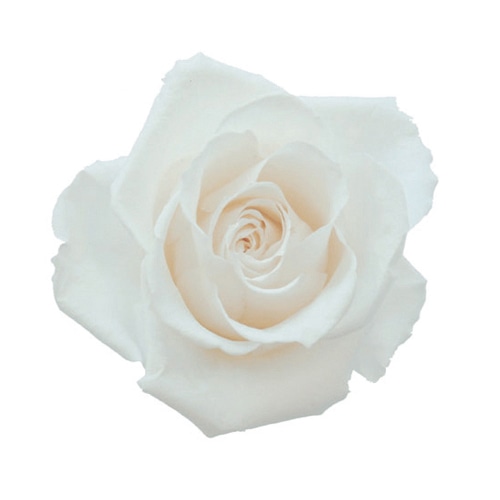 フロールエバー プリザーブドフラワー　プレタポルテ スタンダードローズ　パールホワイト FLPP0101-01 6輪/箱（ご注文単位1箱）【直送品】