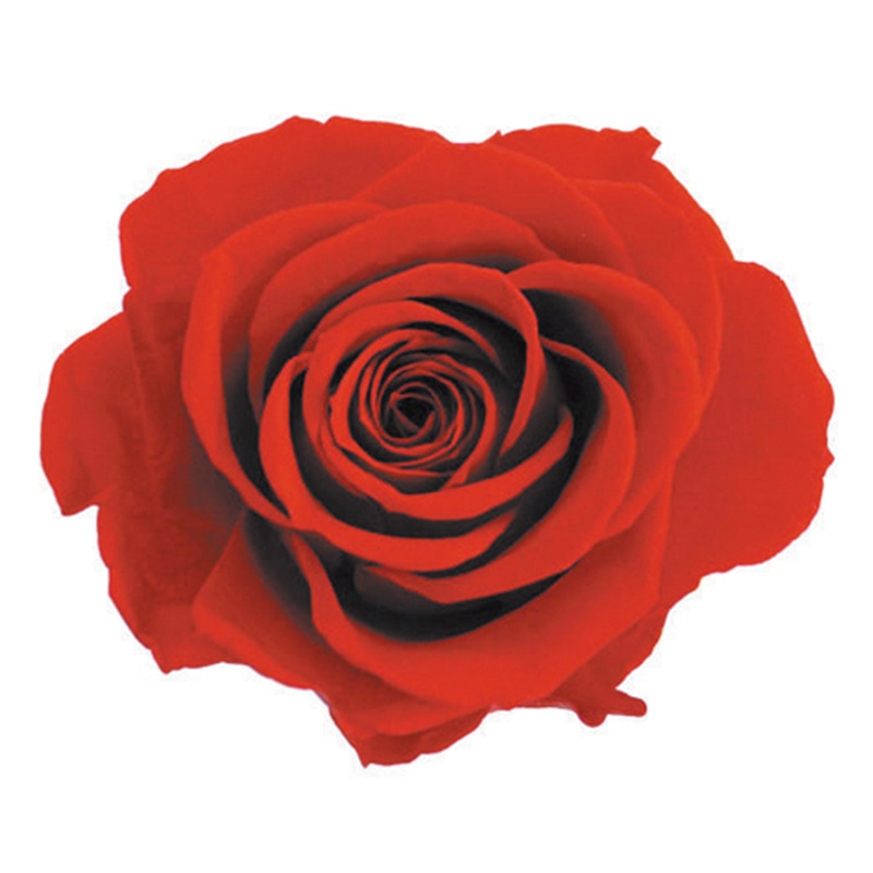 フロールエバー プリザーブドフラワー　プレタポルテ スタンダードローズ　チェリーレッド FLPP0101-05 6輪/箱（ご注文単位1箱）【直送品】