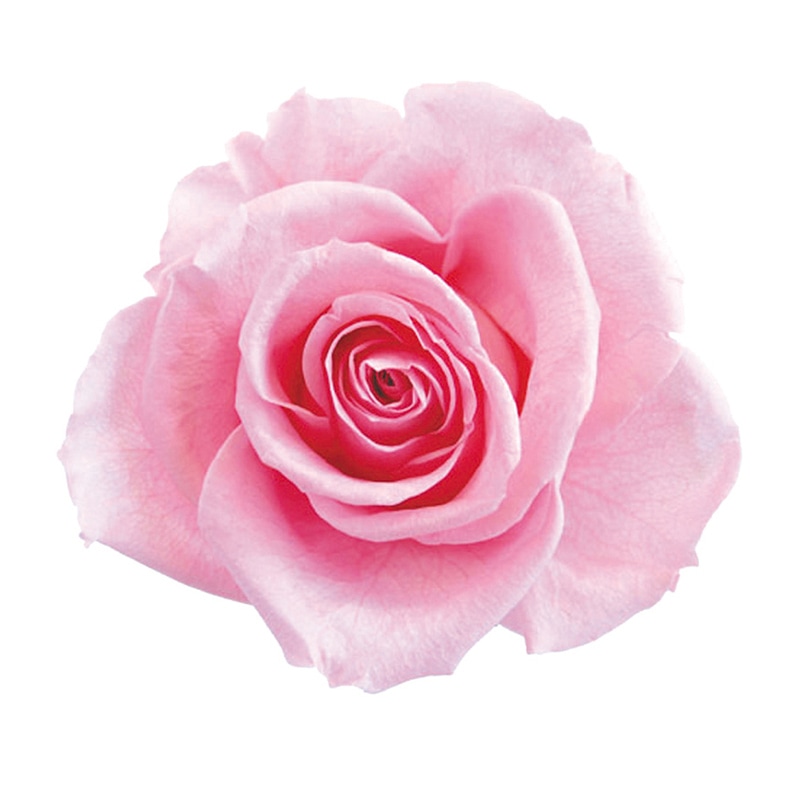 フロールエバー プリザーブドフラワー　プレタポルテ スタンダードローズ　ベイビーピンク FLPP0101-07 6輪/箱（ご注文単位1箱）【直送品】