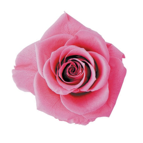 フロールエバー プリザーブドフラワー　プレタポルテ スタンダードローズ　ニューヨークピンク FLPP0101-22 6輪/箱（ご注文単位1箱）【直送品】