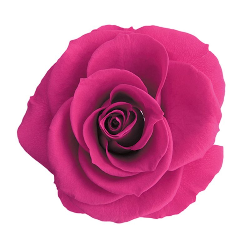 フロールエバー プリザーブドフラワー　プレタポルテ スタンダードローズ　フューシャピンク FLPP0101-58 6輪/箱（ご注文単位1箱）【直送品】