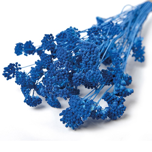 フロールエバー ドライフラワー アキレア ドライ ブルー FLDR0024-870 1束(ご注文単位1束)【直送品】