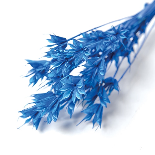 フロールエバー ドライフラワー ニゲラ ドライ ブルー FLDR0025-870 1束(ご注文単位1束)【直送品】