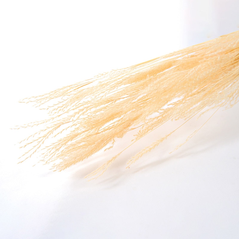 フロールエバー ドライフラワー　ファイングラス　ドライ ナチュラル FLDR0030-910 1束（ご注文単位1束）【直送品】