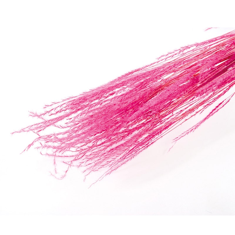 フロールエバー ドライフラワー　ファイングラス　ドライ ダークピンク FLDR0030-930 1束（ご注文単位1束）【直送品】