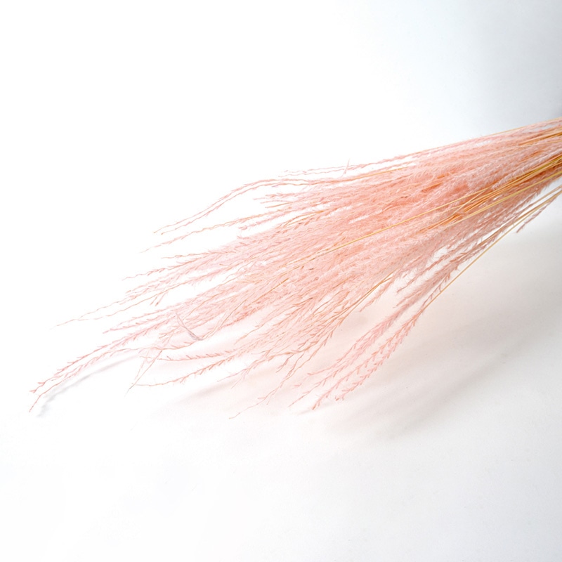 フロールエバー ドライフラワー　ファイングラス　ドライ ライトピンク FLDR0030-970 1束（ご注文単位1束）【直送品】