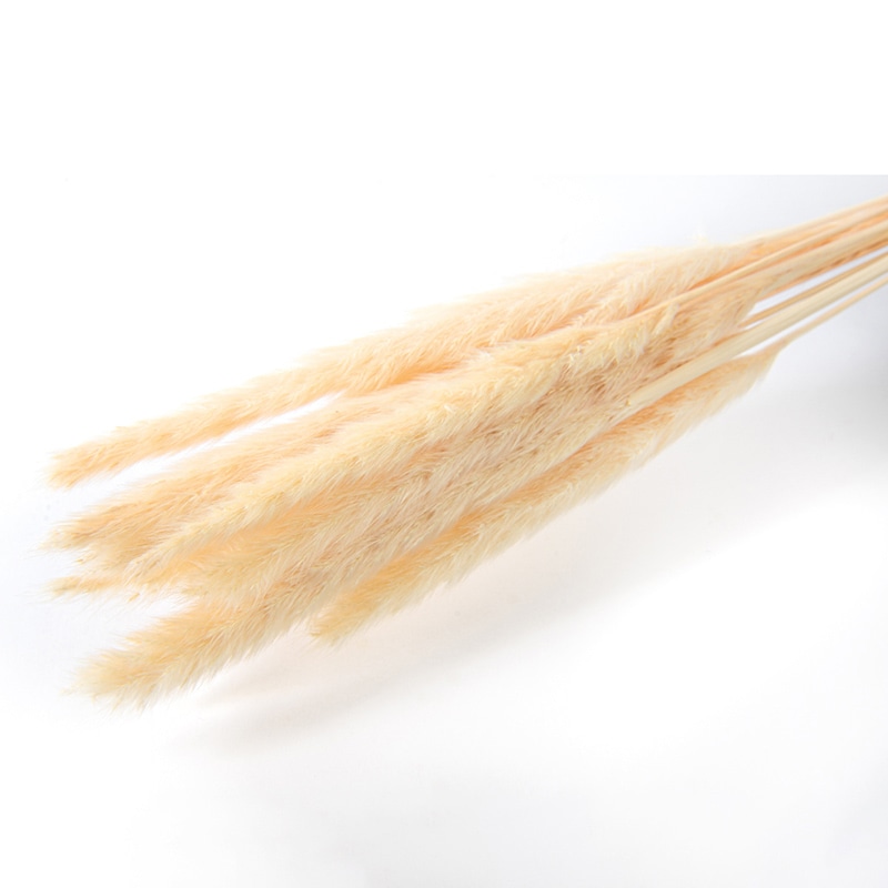 フロールエバー ドライフラワー テールリード ドライ ナチュラル FLDR0031-910 1束(ご注文単位1束)【直送品】