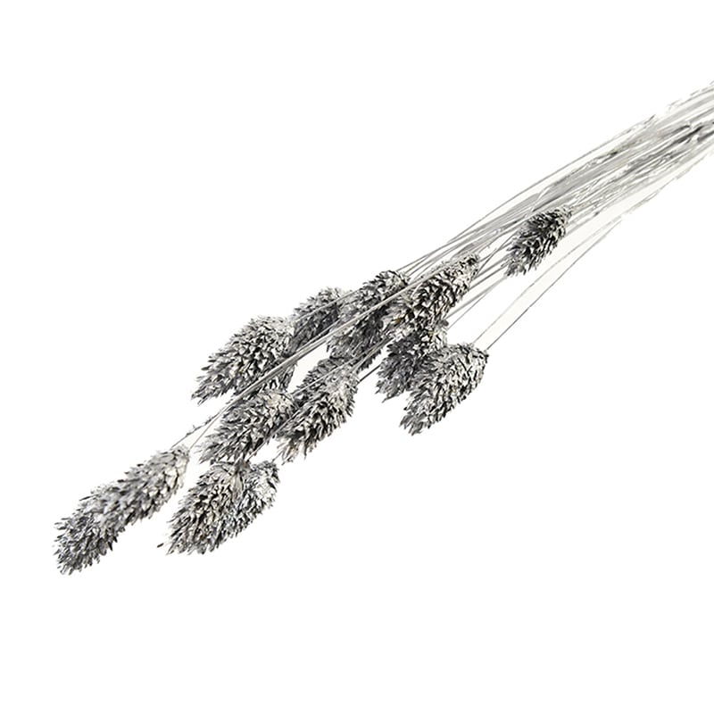 フロールエバー ドライフラワー シャイニーファラリス ドライ シルバー FLDRS016-700 1束(ご注文単位1束)【直送品】