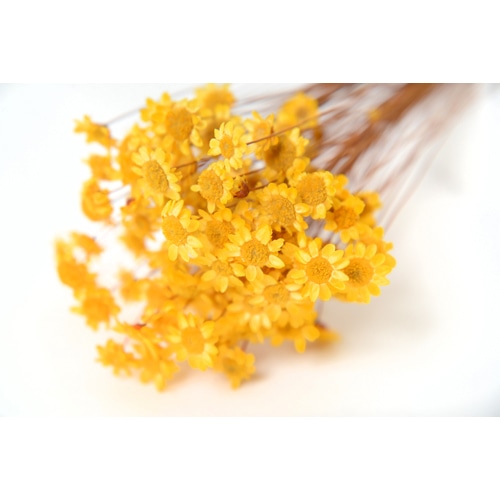 フロールエバー ドライフラワー　グリクシア　ドライ イエロー FLDR0013-810 1束（ご注文単位1束）【直送品】