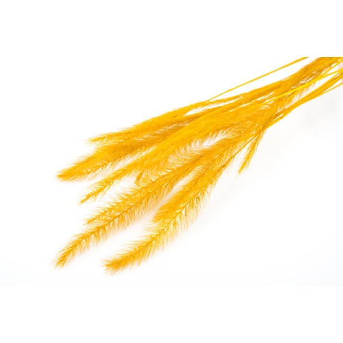 フロールエバー ドライフラワー　テールグラス　ドライ マスタードイエロー FLDR0029-750 1束（ご注文単位1束）【直送品】