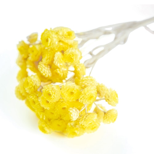 フロールエバー プリザーブドフラワー イモーテルドライ イエロー FLDR0033-810 1束（ご注文単位1束）【直送品】