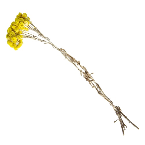 フロールエバー プリザーブドフラワー イモーテルドライ イエロー FLDR0033-810 1束（ご注文単位1束）【直送品】