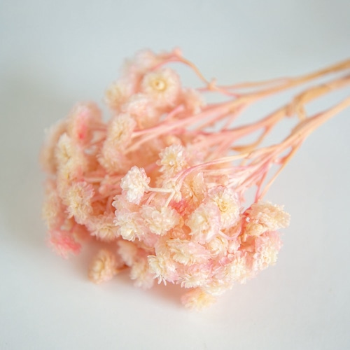 フロールエバー プリザーブドフラワー イモーテルドライ ピンク FLDR0033-860 1束（ご注文単位1束）【直送品】