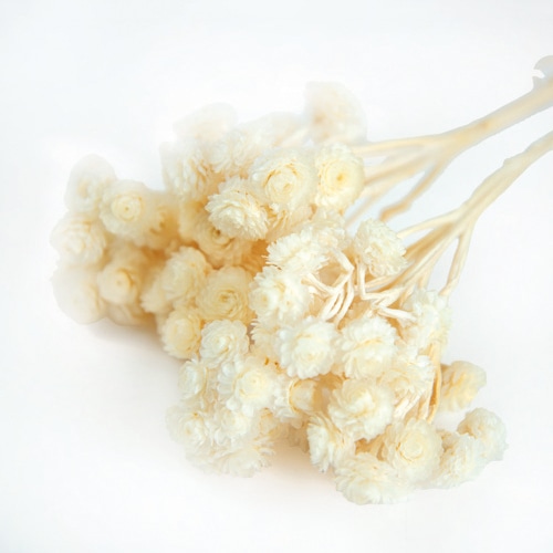 フロールエバー プリザーブドフラワー イモーテルドライ ナチュラル FLDR0033-910 1束（ご注文単位1束）【直送品】