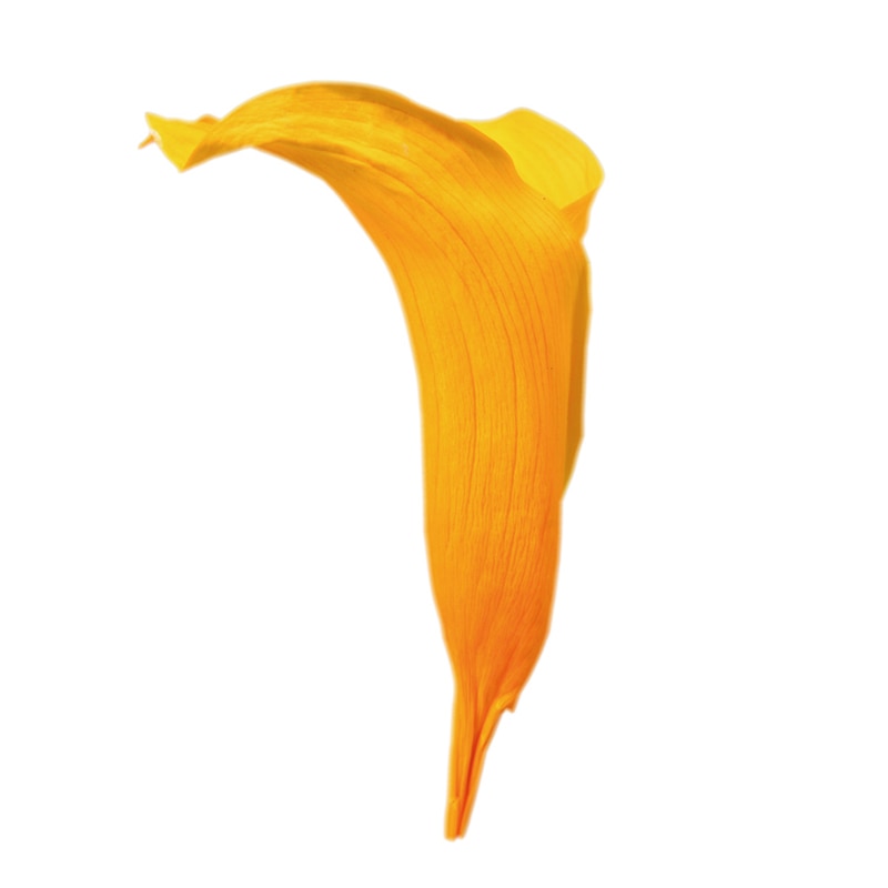 フロールエバー プリザーブドフラワー ミニカラー ゴールデンイエロー FL380-17 5輪/箱(ご注文単位1箱)【直送品】