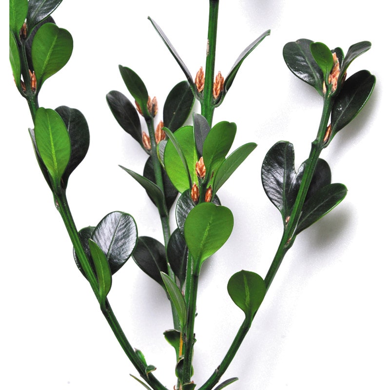 フロールエバー プリザーブドグリーン ツゲ グリーン FL951-800 3本/束(ご注文単位1束)【直送品】