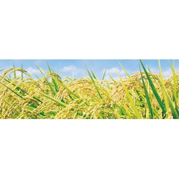 アルファ ラウンドシート 稲穂 DG9-0091 1枚(ご注文単位1枚)【直送品】