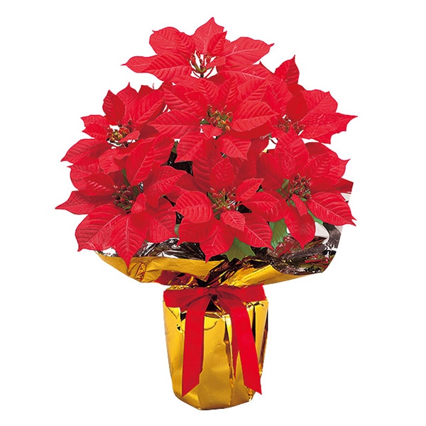 アルファ ポインセチアバリューラッピング 9輪 SV5-1001 1個（ご注文単位2個）【直送品】