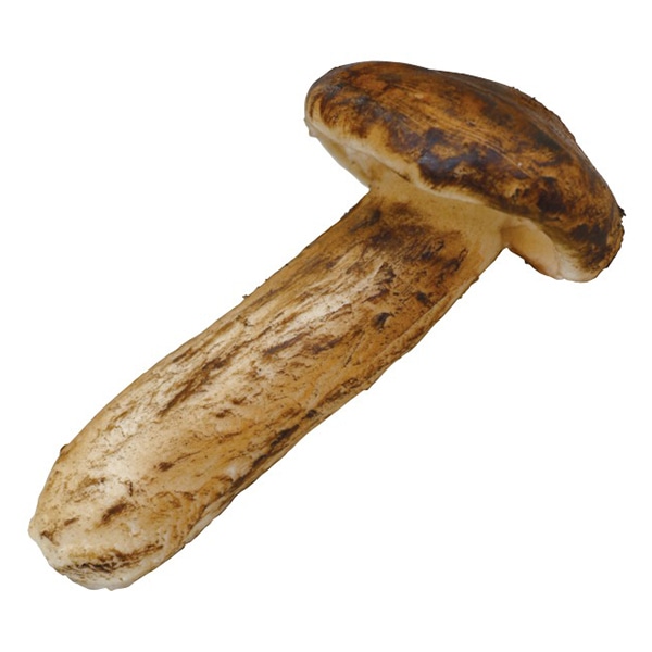 アルファ 食品サンプル 松茸 大 RD8-0320L 1個（ご注文単位1個）【直送品】