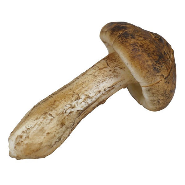 アルファ 食品サンプル 松茸 中 RD8-0320M 1個（ご注文単位1個）【直送品】