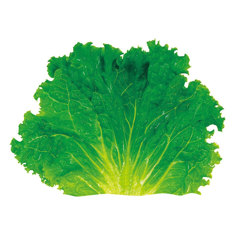 ユニバース グルメシート　グリーンリーフ L　丸大　180φ  500枚/袋（ご注文単位1袋）【直送品】