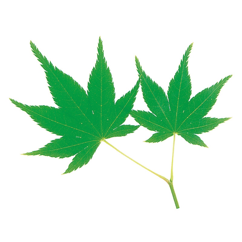 ユニバース グルメシート　青もみじ 丸　90φ  1000枚/袋（ご注文単位1袋）【直送品】