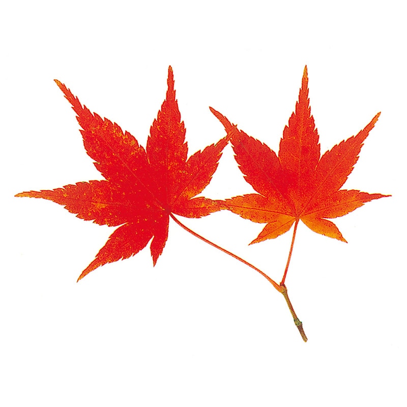 ユニバース グルメシート　赤もみじ 丸　90φ  1000枚/袋（ご注文単位1袋）【直送品】